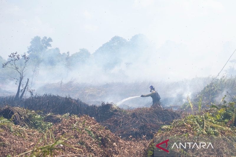 Api yang Mengepung Rumah Terakhir Orangutan Kalimantan